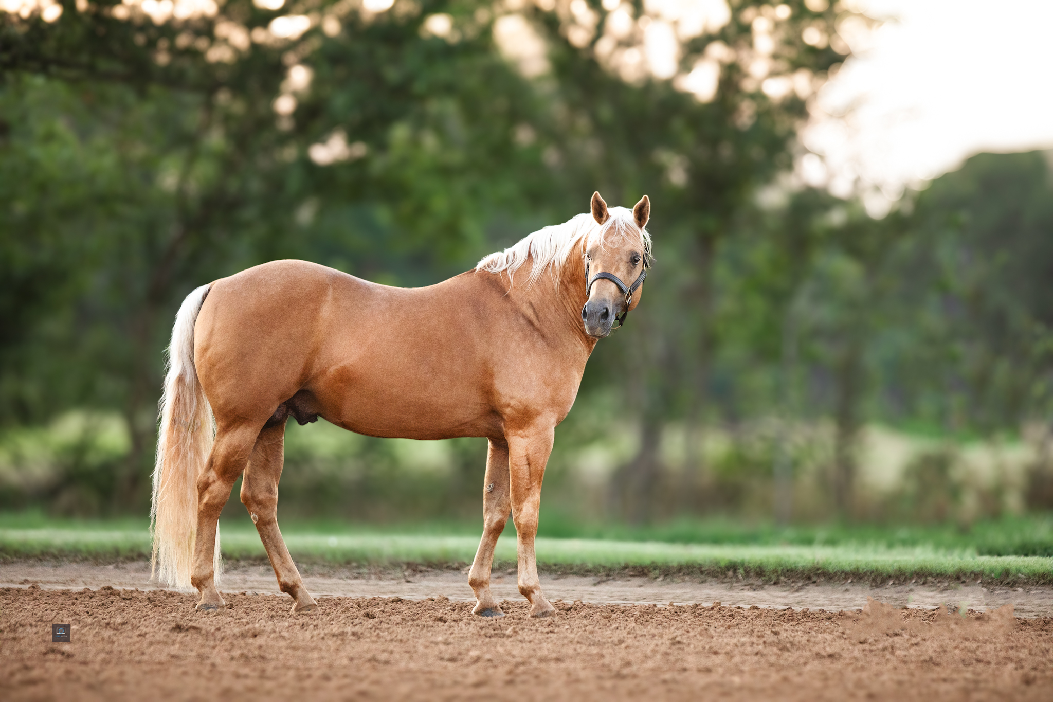 hr%20special%20lil%20whiz%203 1.JPG